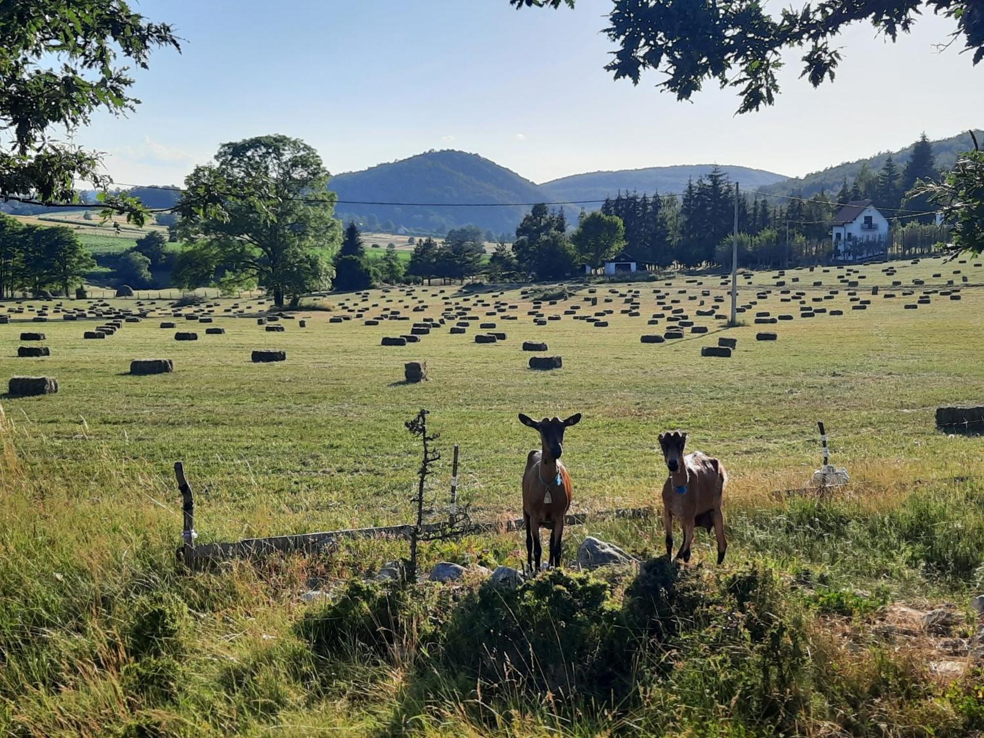 Seoski Turizam Melovic Rozanstvo Exteriör bild
